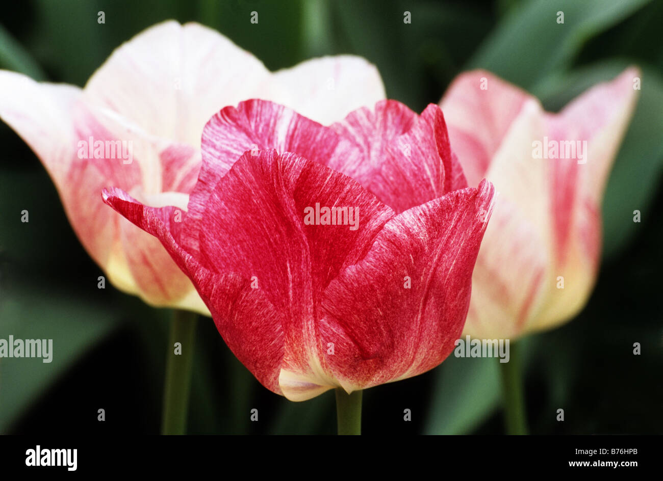 Triumph Tulipa Hemisphere photograhed at Keukenhof Gardens in Lisse The Netherlands Stock Photo