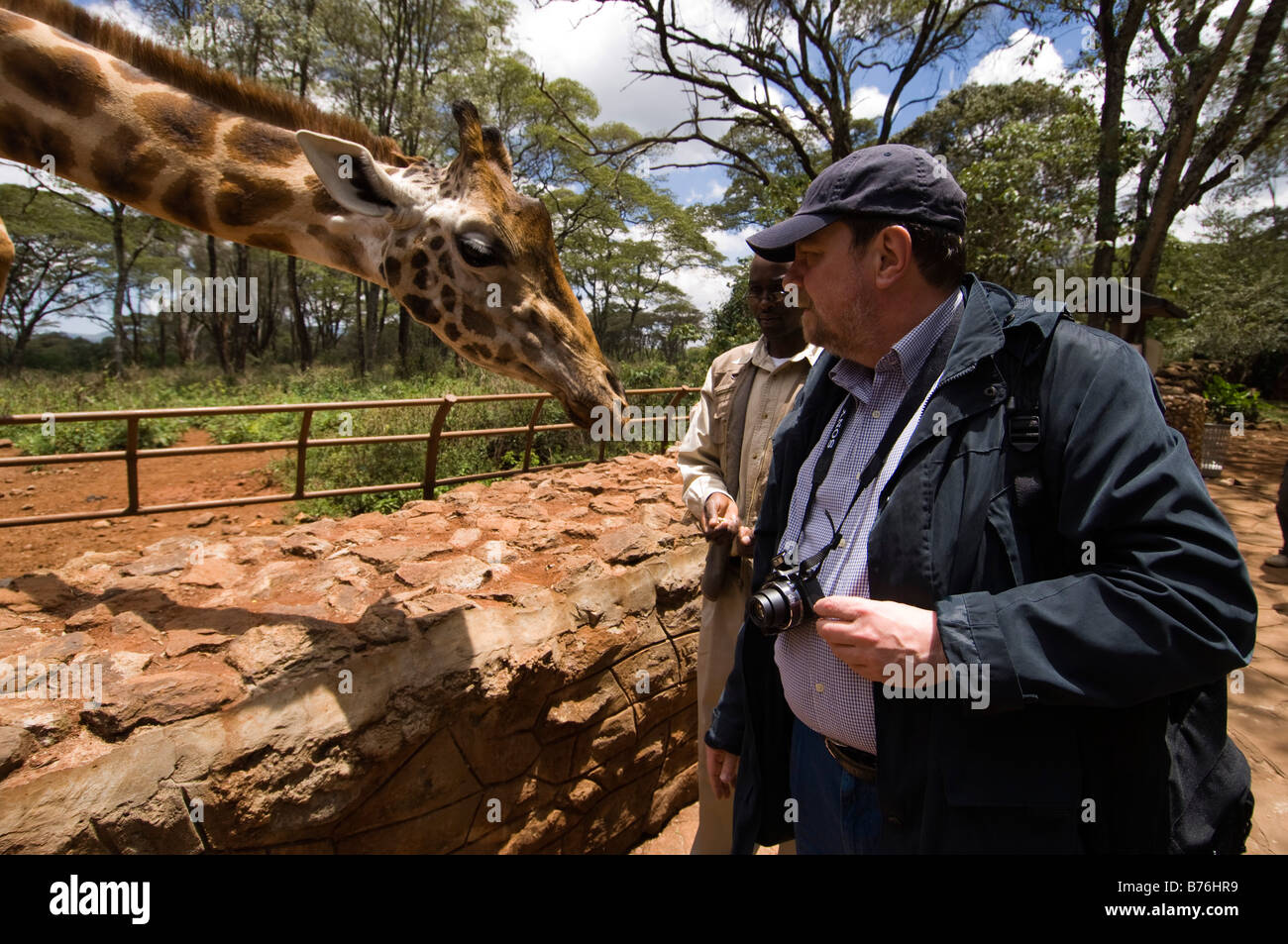 Rothschild Giraffe Giraffe Center Nairobi Kenya Stock Photo - Alamy