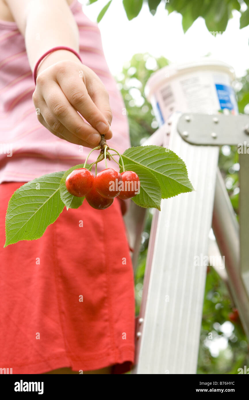 Picking cherry hires stock photography and images Alamy