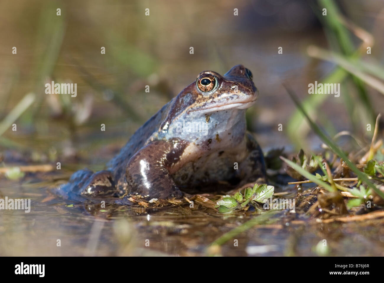 Common Frog, Rana temporaria Stock Photo