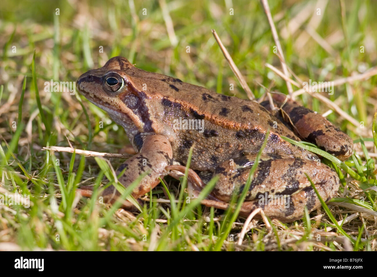 Common Frog, Rana temporaria Stock Photo Alamy
