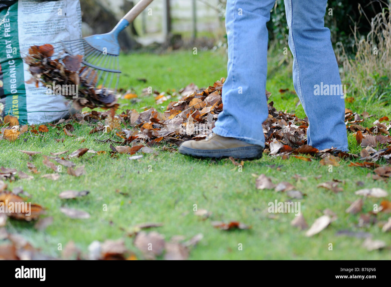 Gardener raking leaves on lawn prior to collecting to make into compost in plastic sack December Stock Photo