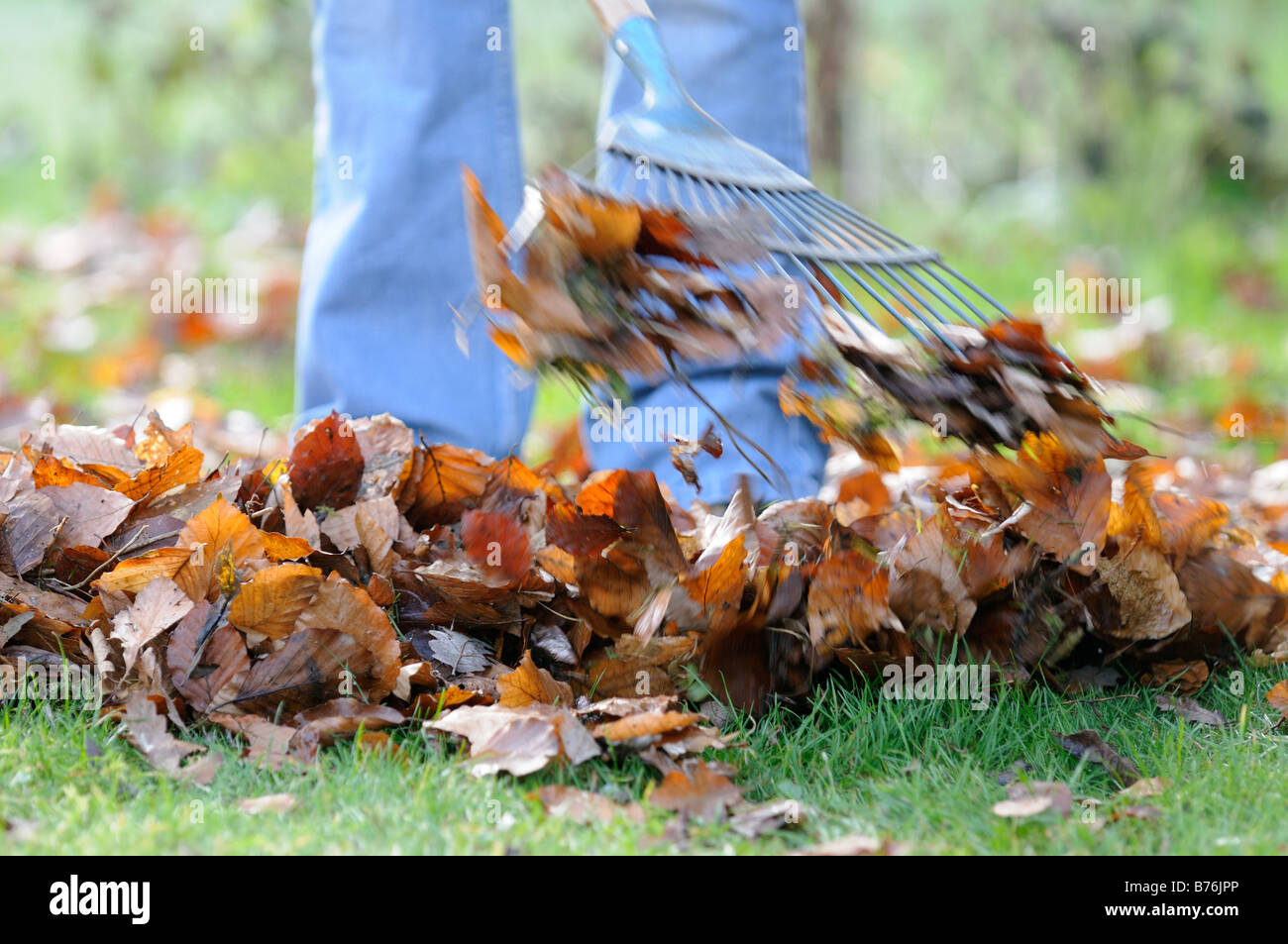 Gardener raking leaves on lawn close up shot showing gardeners legs UK December Stock Photo