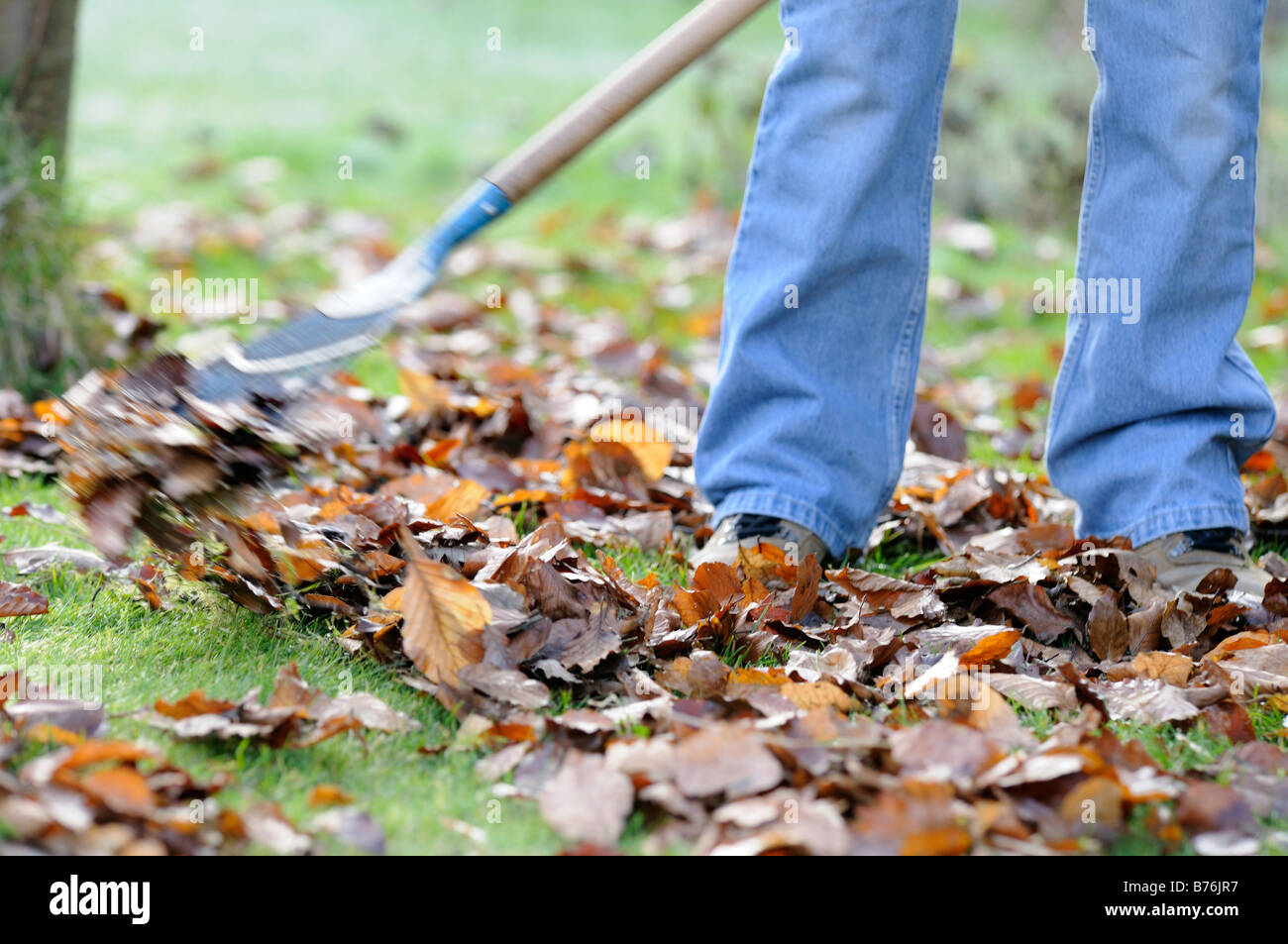 Gardener raking leaves on lawn close up shot showing gardeners legs feet UK December Stock Photo