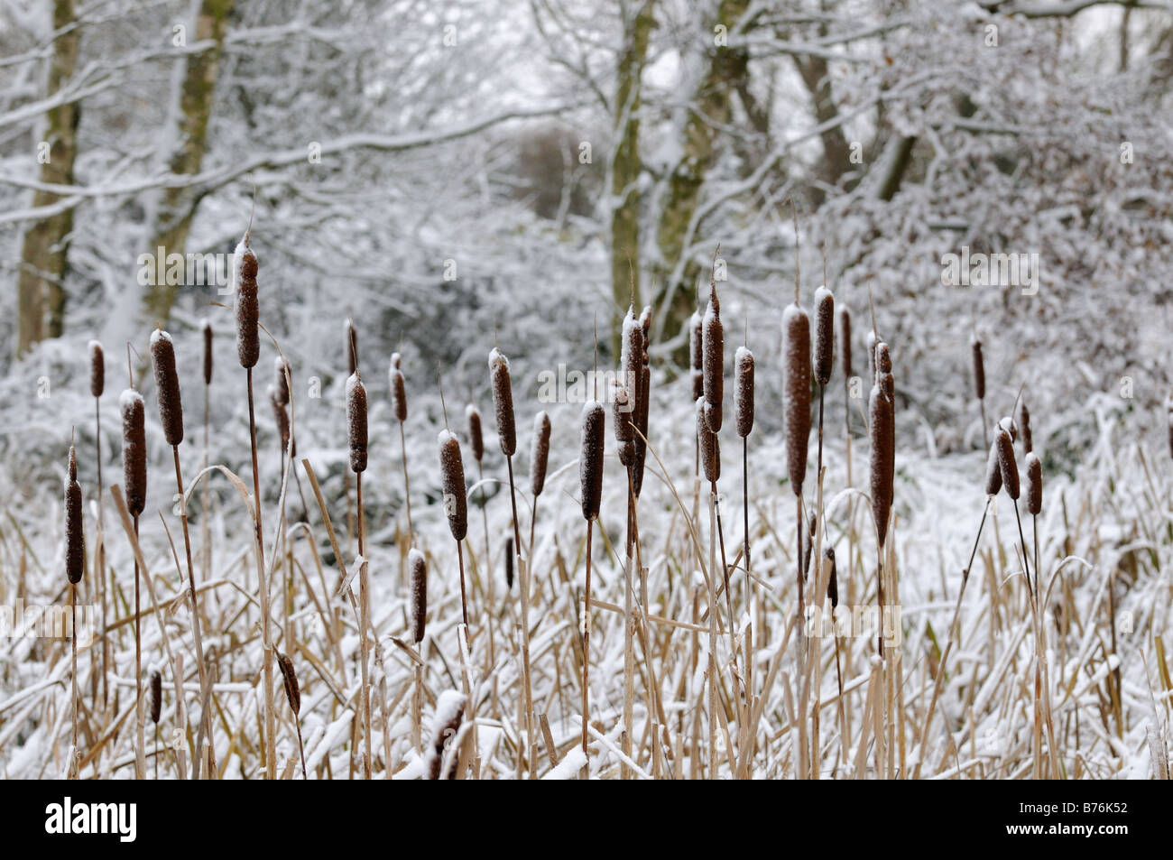 Great Reedmace typha latifolia flowerheads covered with snow Norfolk UK November Stock Photo