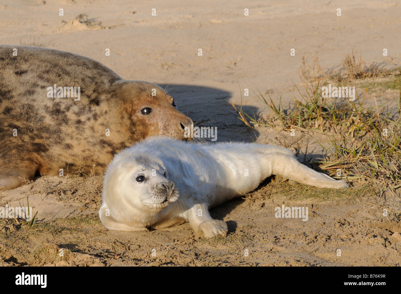 Grey Seal halichoerus grypus female with pup in natal fur amongst Dune Slacks Blakeney Point Norfolk UK December Stock Photo