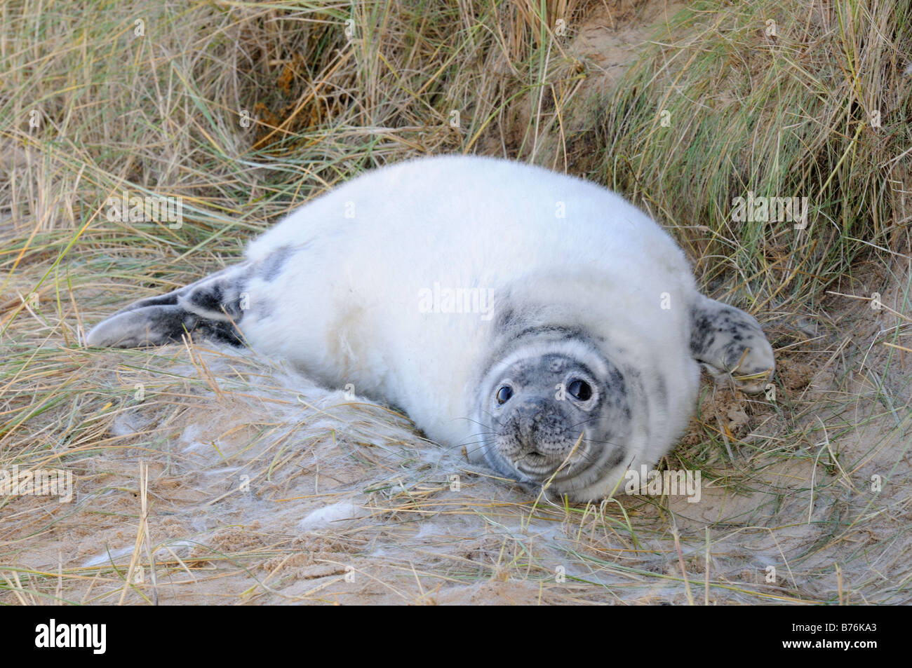Grey Seal halichoerus grypus pup amongst Dune in process of moulting into adult coat  Norfolk UK December Stock Photo