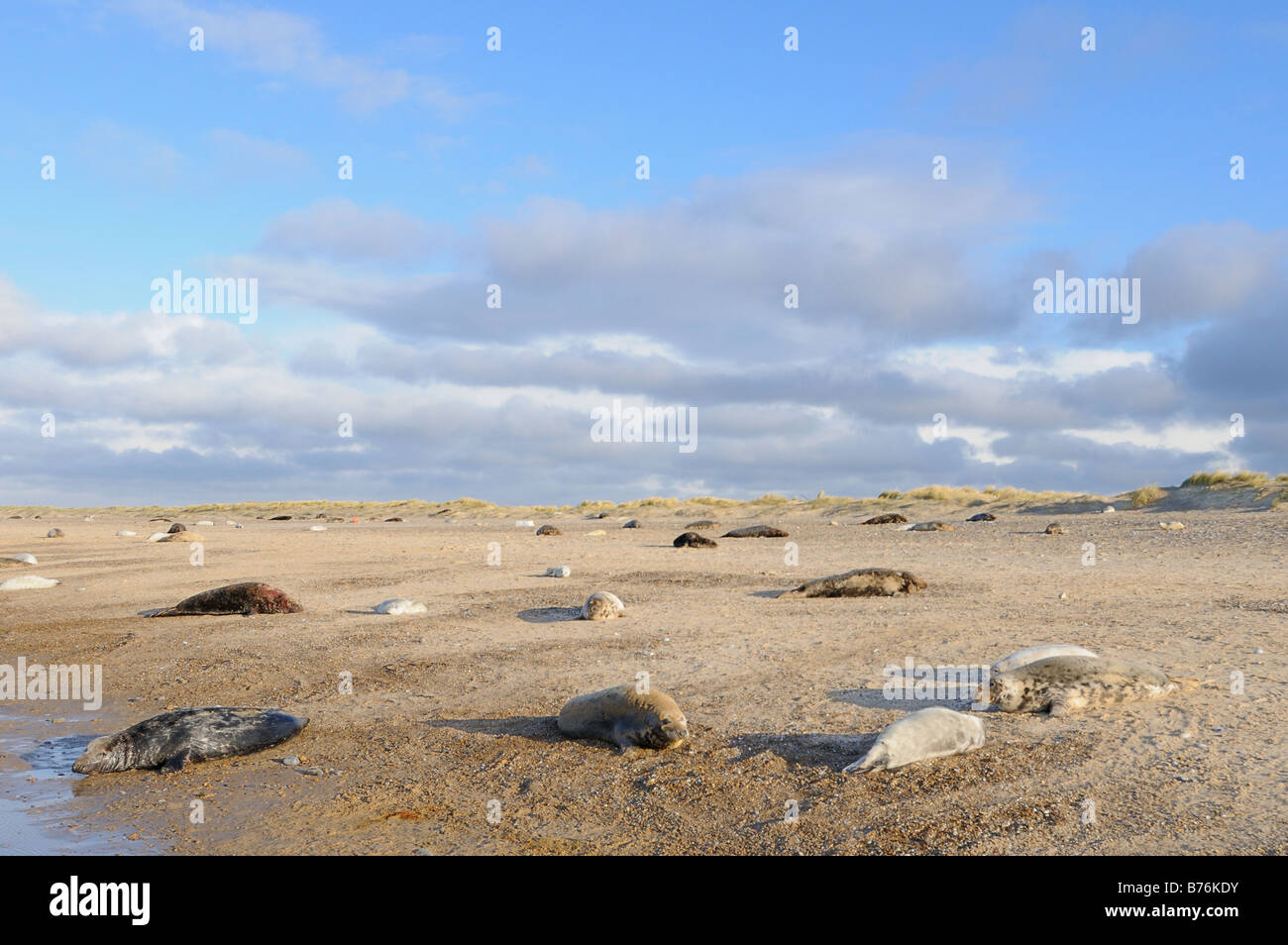 Grey Seal halichoerus grypus colony with pups on beach Blakeney Point Norfolk UK December Stock Photo