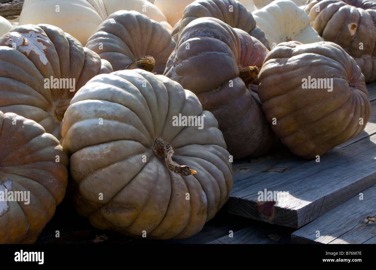 Pumpkins on sale at a market store Stock Photo - Alamy