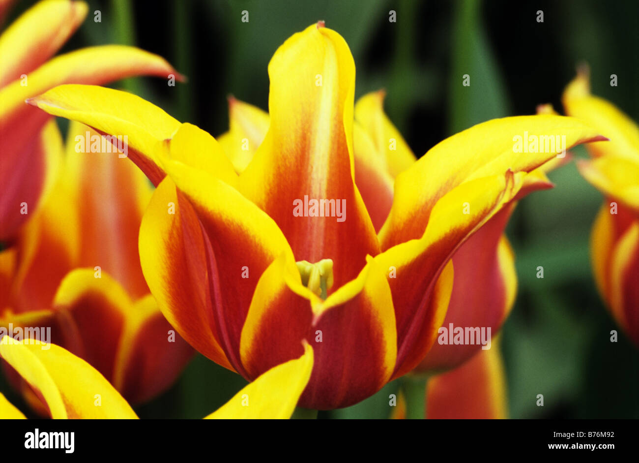 Tulip Tulipa Ballade Dream High Resolution Stock Photography And Images Alamy