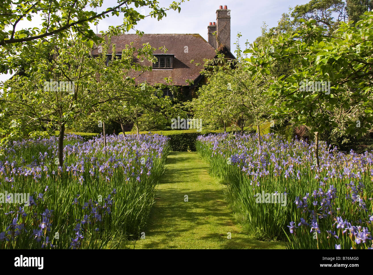 Bryan's Ground garden, Stapleton, Herefordshire, UK. Iris sibirica (Siberian Iris) in the orchard in front of the house Stock Photo