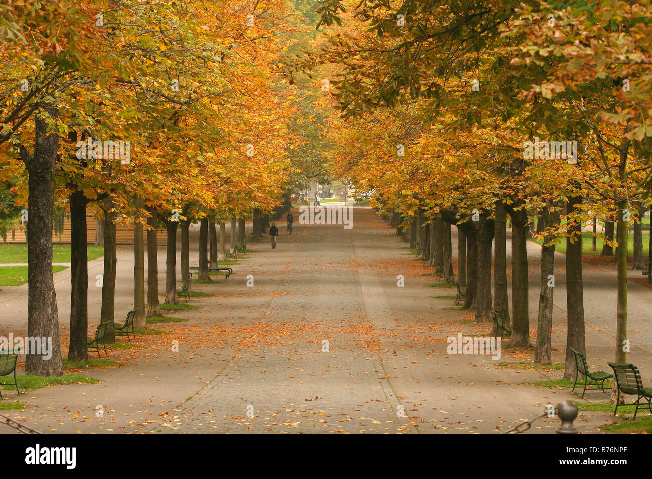 Avenue of trees in a public park Geneva Switzerland Stock Photo Alamy