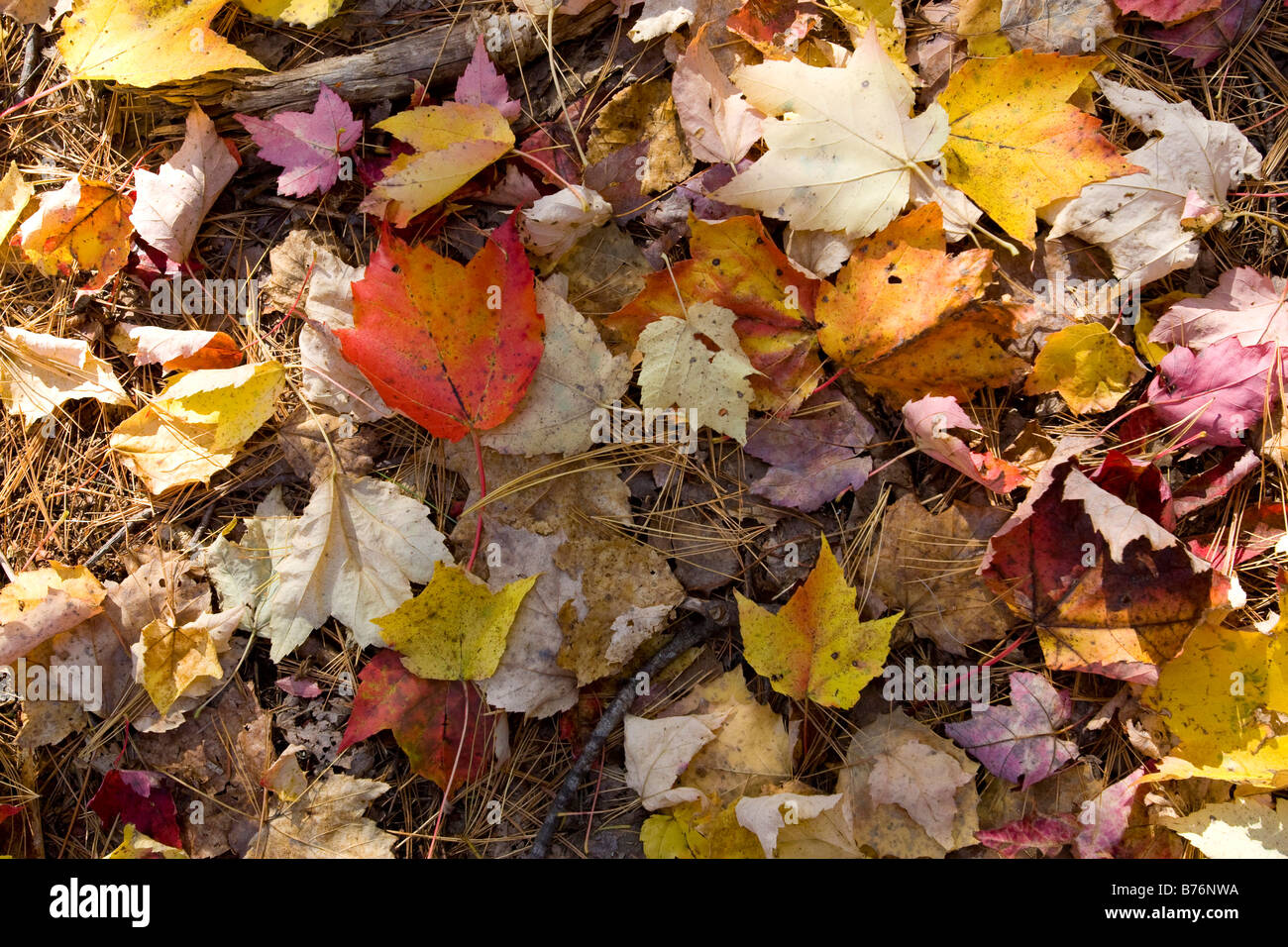 Fallen leaves on vermont hi-res stock photography and images - Alamy