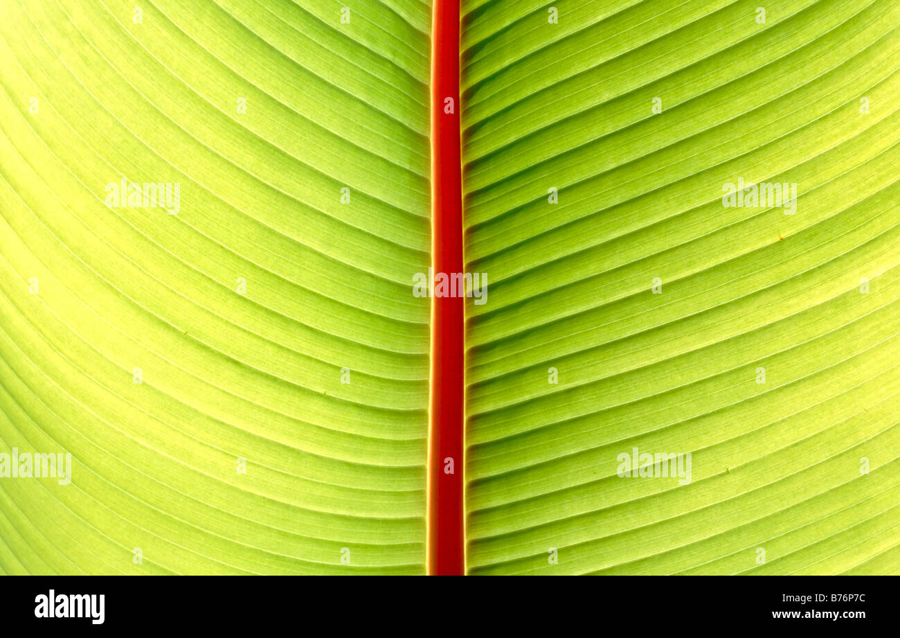 Close-up of the veins on a palm frond with backlighting Stock Photo