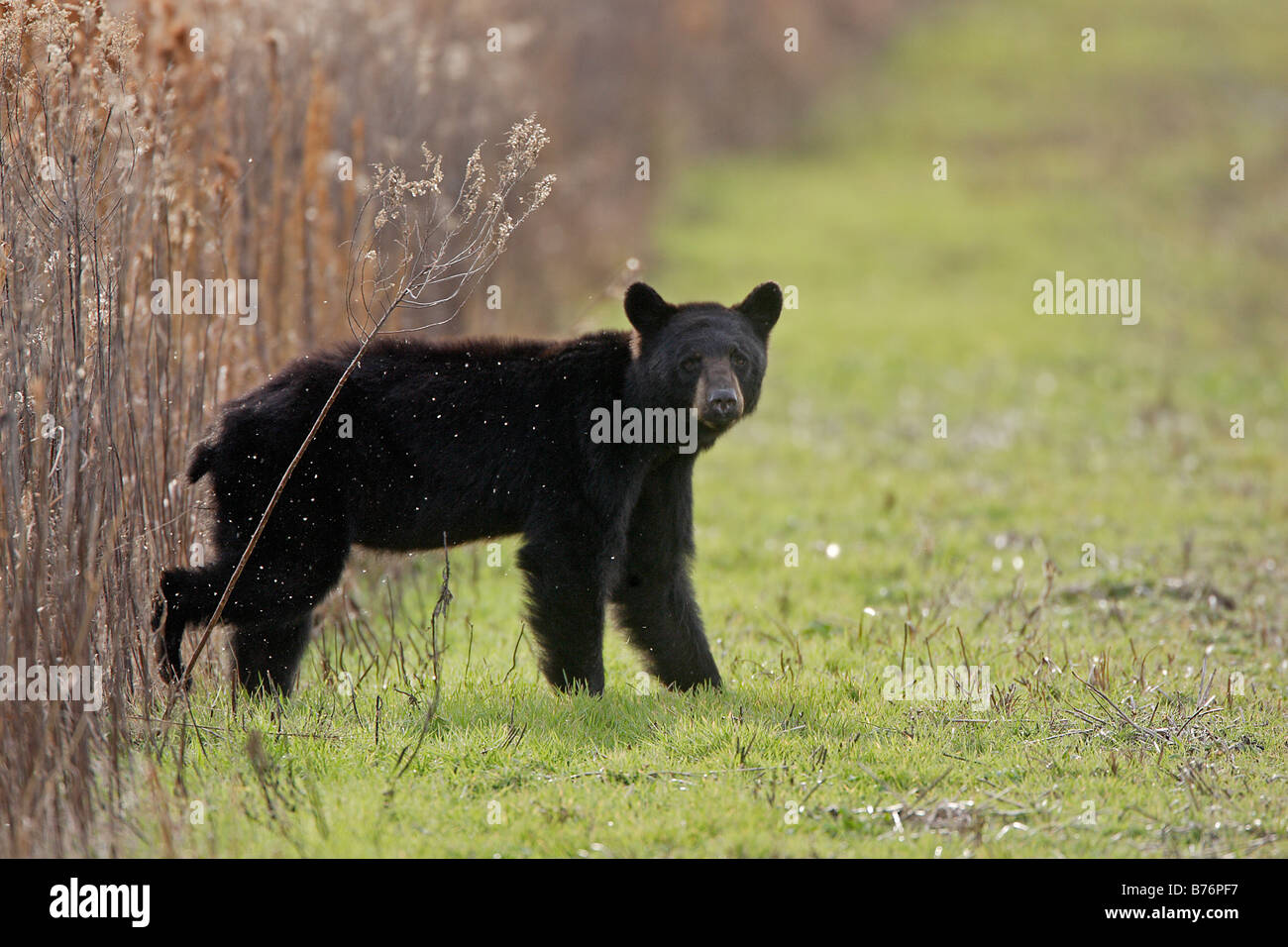 Black bear walking hi-res stock photography and images - Alamy