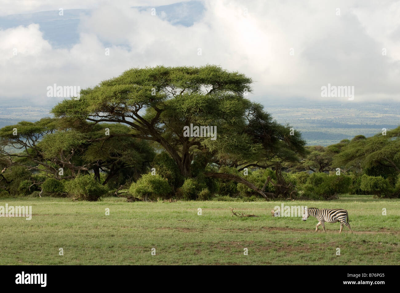 Zebra Amboseli National Park Kenya Stock Photo