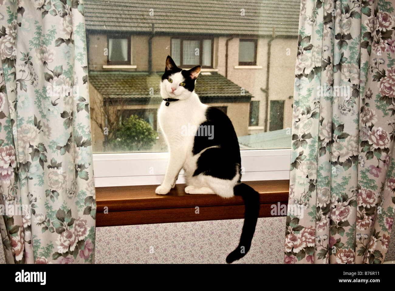 Black and white cat sitting in a window sill Stock Photo - Alamy