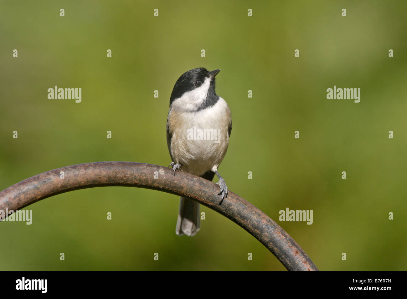 Carolina Chickadee on garden feeder Stock Photo