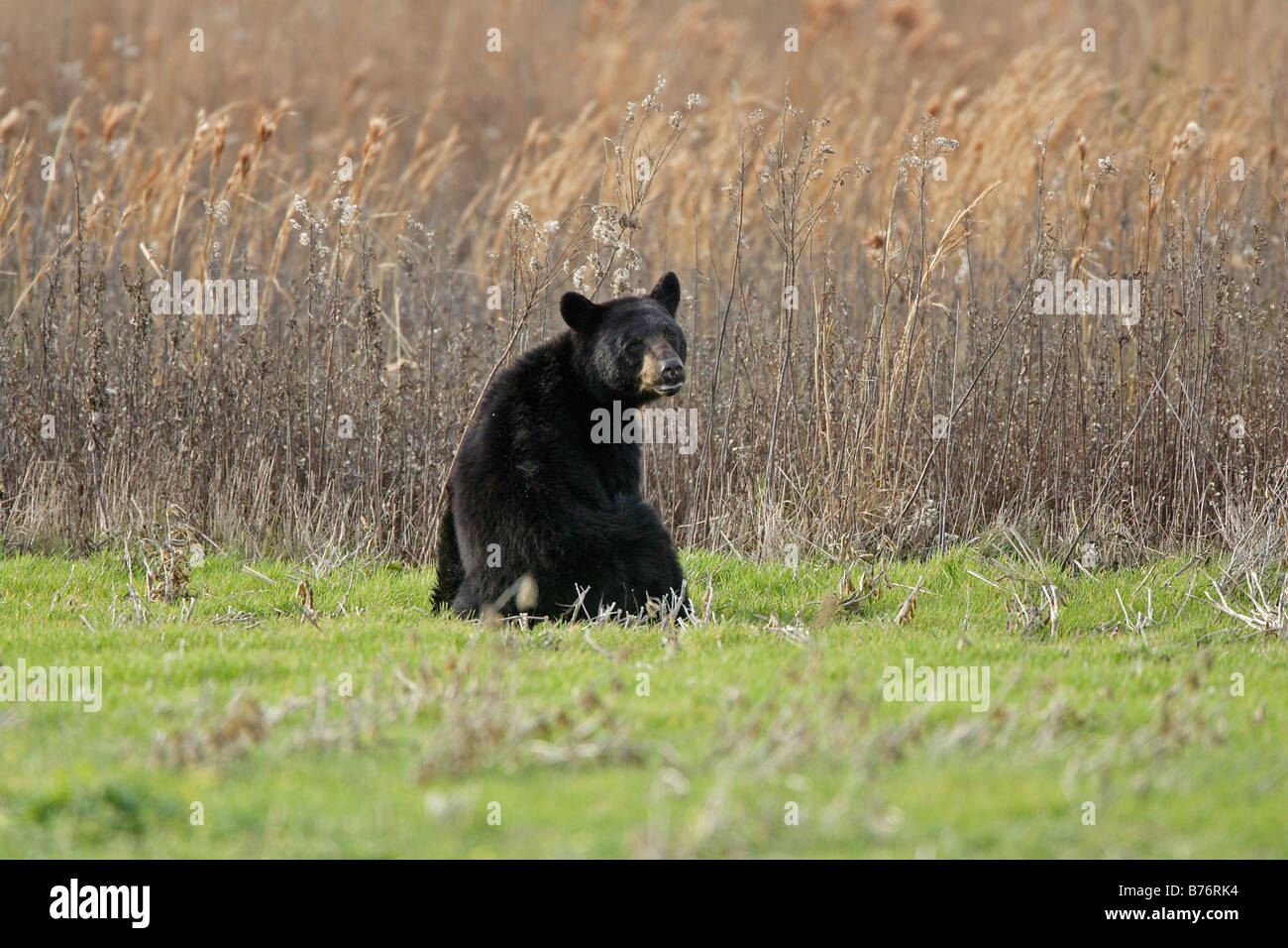 Black Bear North Carolina Stock Photo Alamy