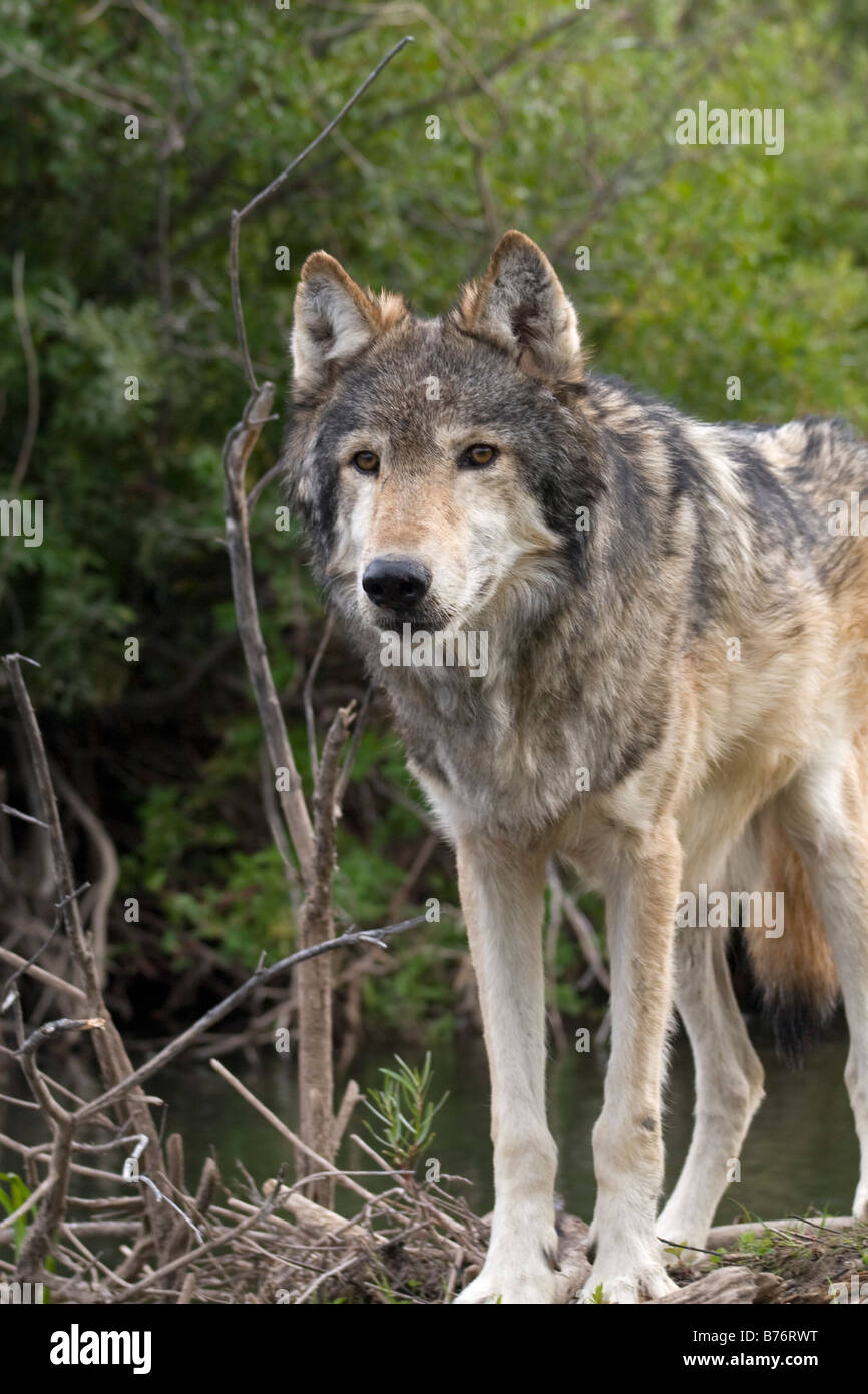 A Gray Wolf looks hunts in a meadow near a river Stock Photo - Alamy
