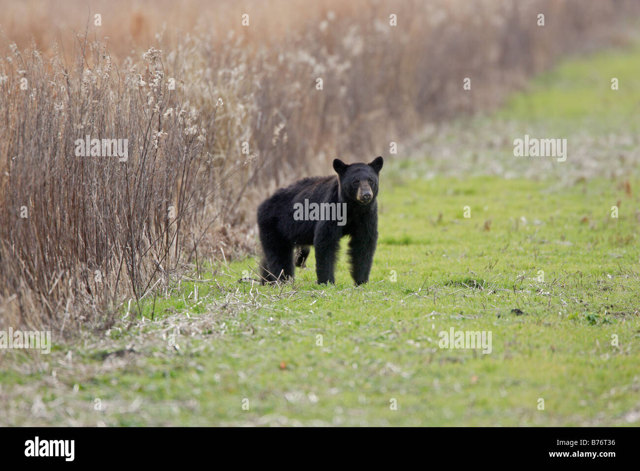 Black Bear North Carolina Stock Photo Alamy