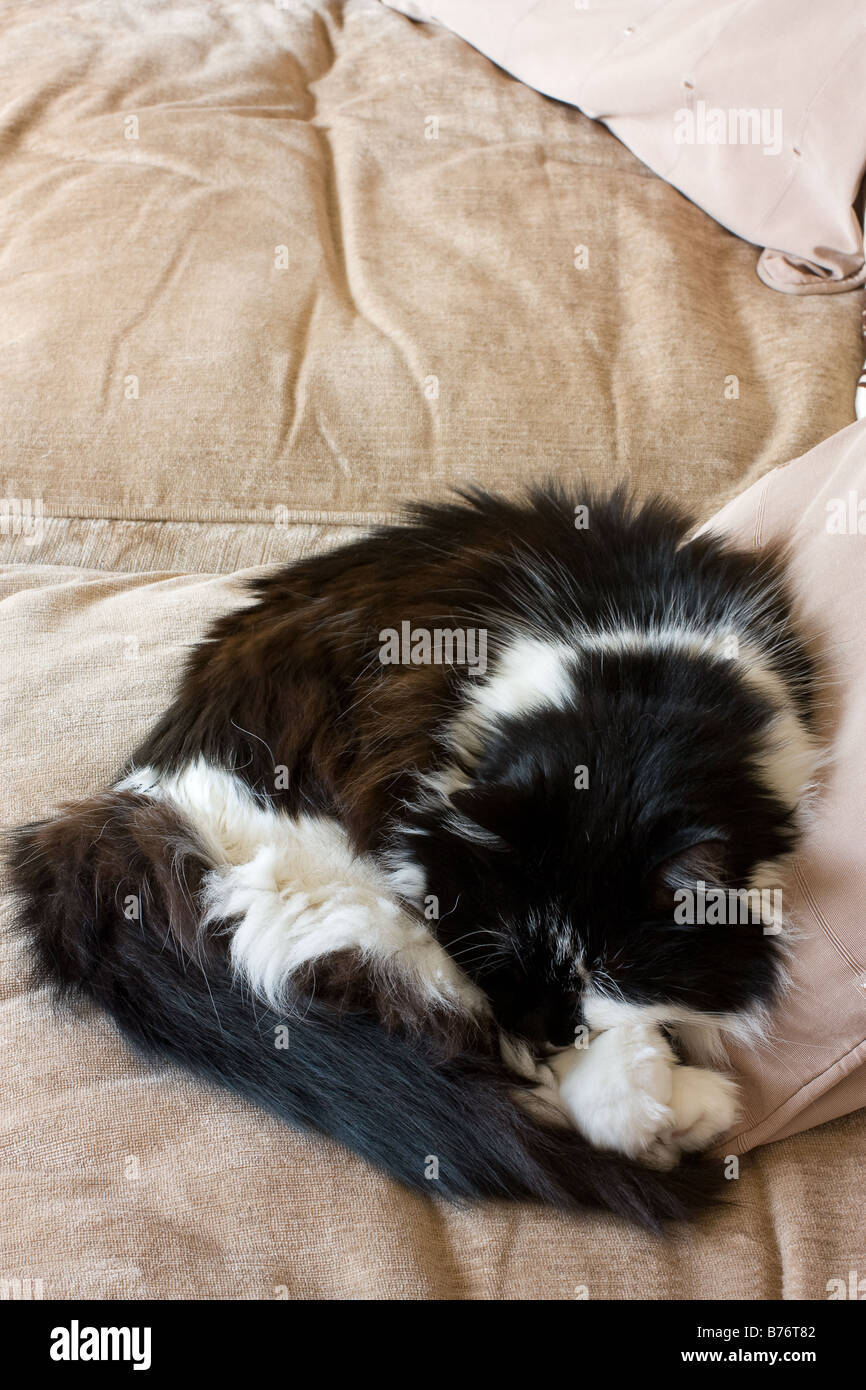 Black and White cat curled up sleeping on sofa Stock Photo