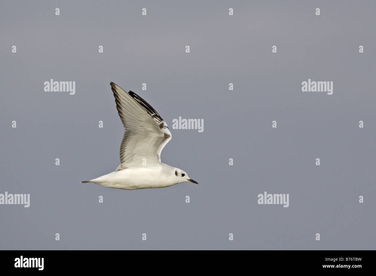 Bonapartes gull in flight Stock Photo