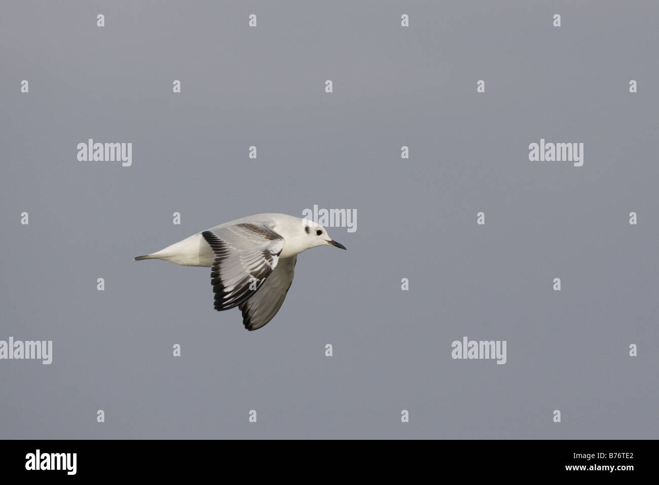 Bonapartes Gull in flight Stock Photo