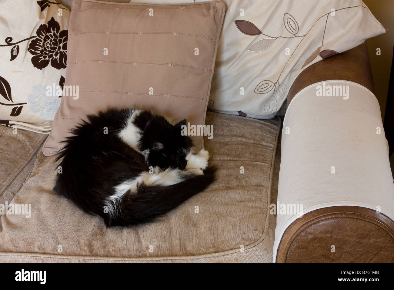 Black and White cat curled up sleeping on sofa Stock Photo