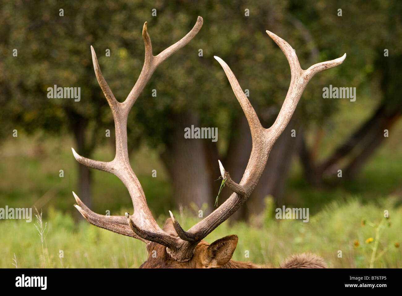 Stacked pile of cast elk horns at the National Bison Range in Montana, USA  Stock Photo - Alamy