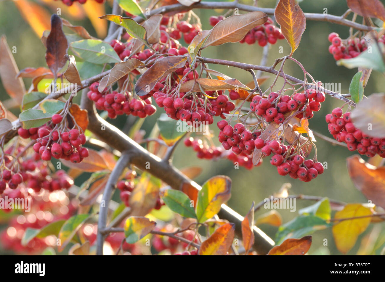 Himalayan tree cotoneaster (Cotoneaster frigidus) Stock Photo