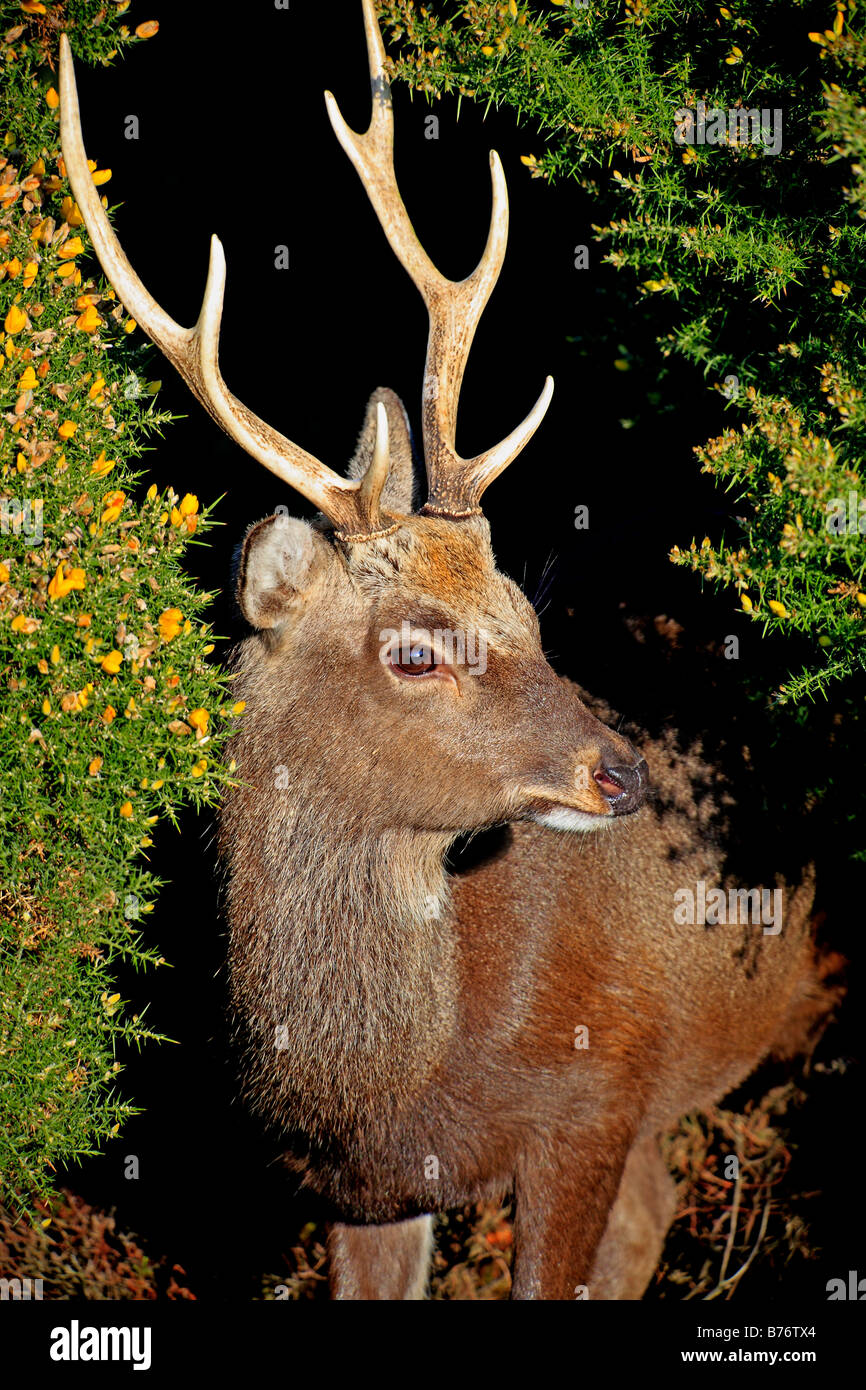 Sika Deer in forest Stock Photo