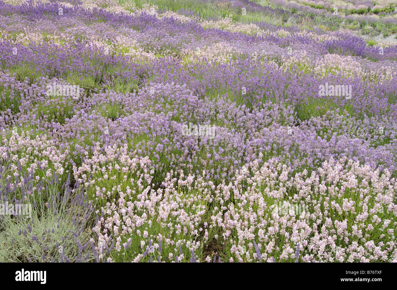 Lavender farm showing Hidcote,Vera and Loddon Pink varieties Stock Photo