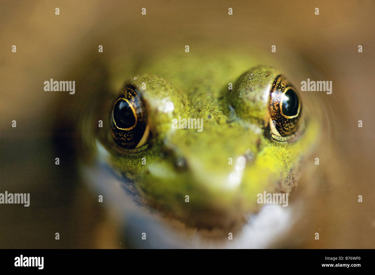 A close up of a frog in water Stock Photo
