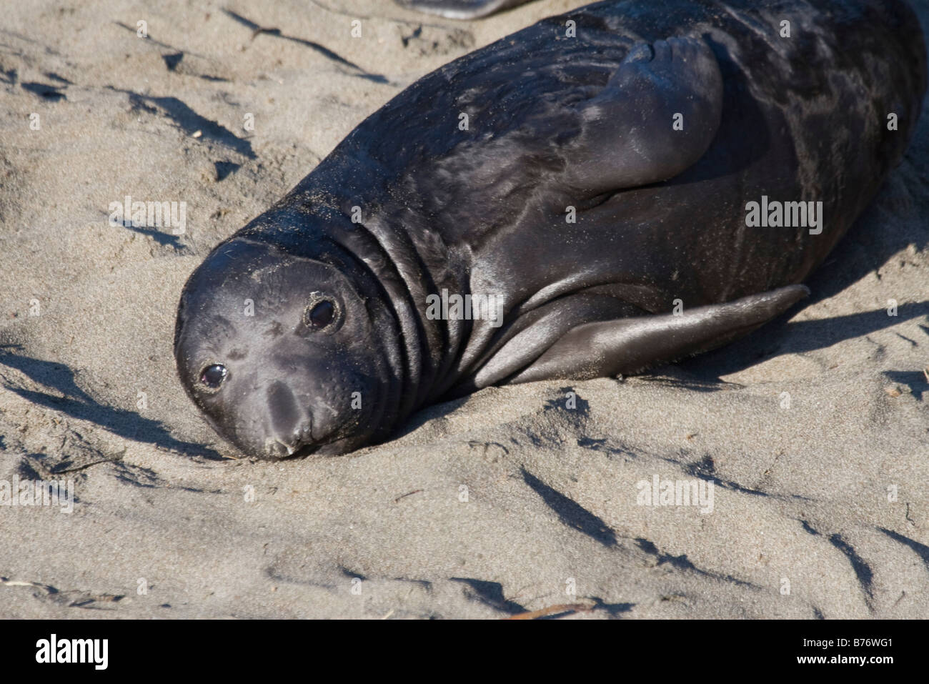 Baby elephant seal in water hires stock photography and images Alamy