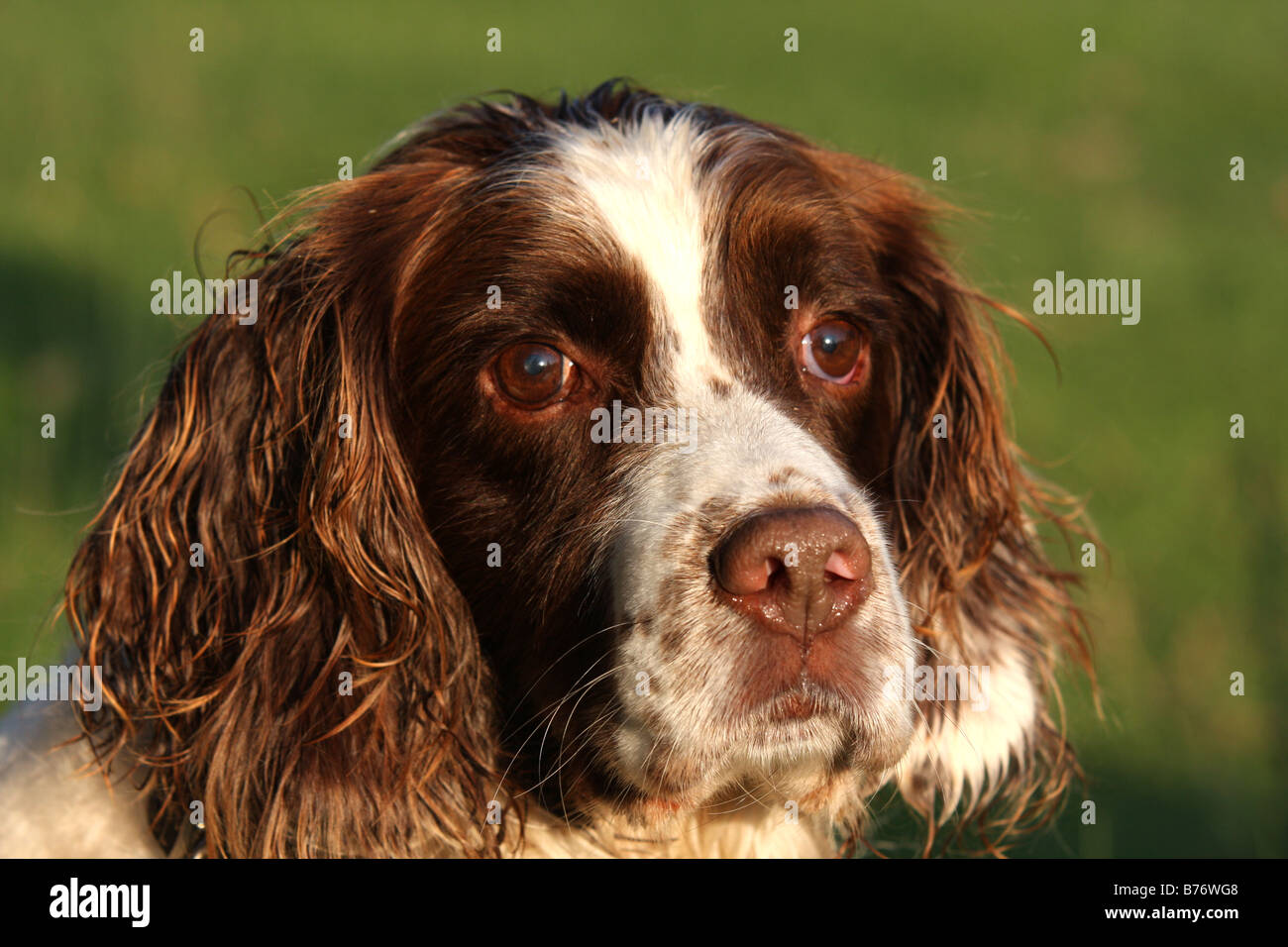 liver and white springer