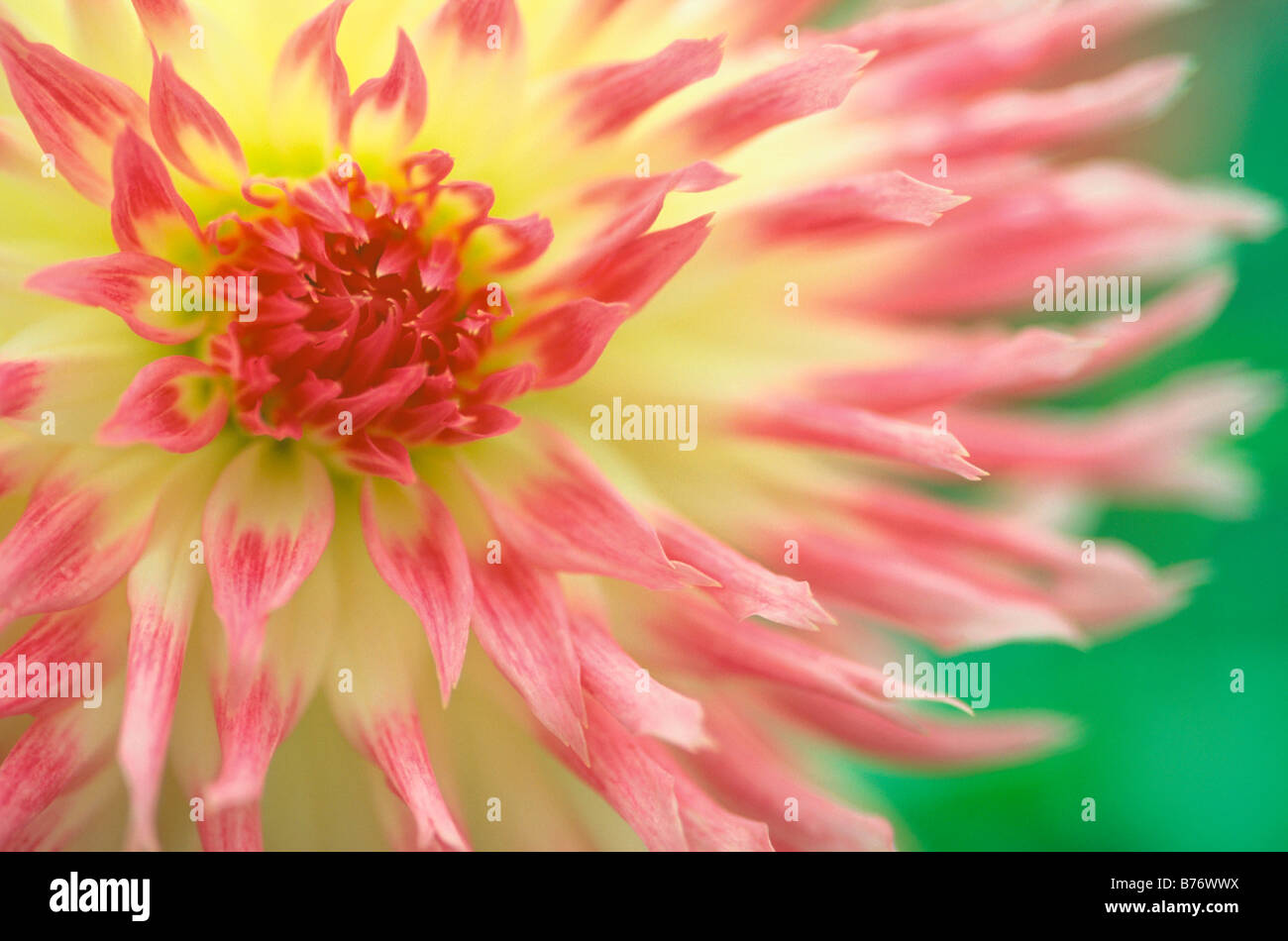 Dahlia 'Lipstick' Stock Photo