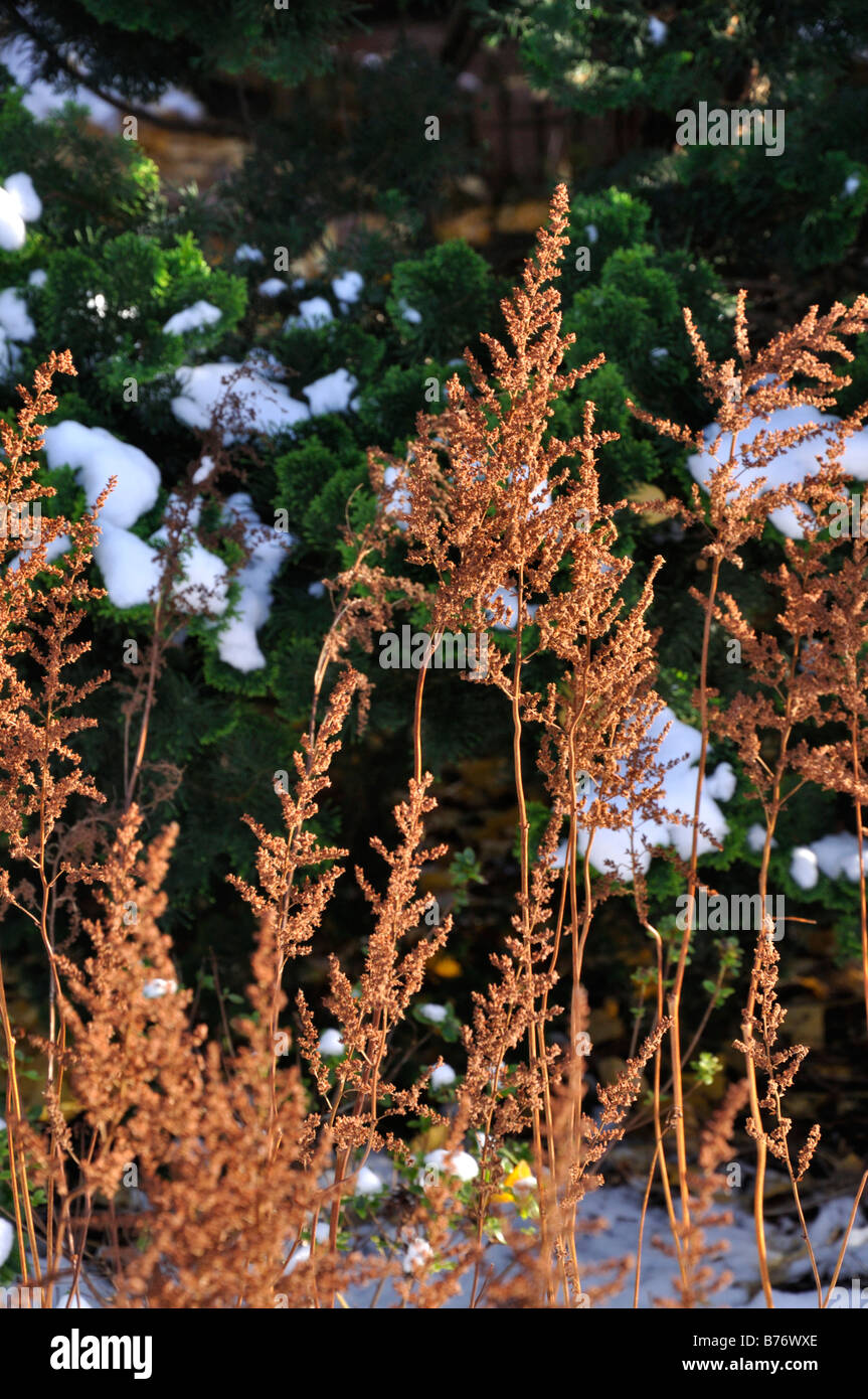Chinese astilbe (Astilbe chinensis) Stock Photo