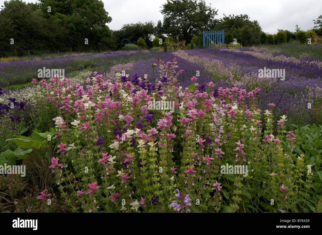 Lavender farm with rows of lavender Stock Photo