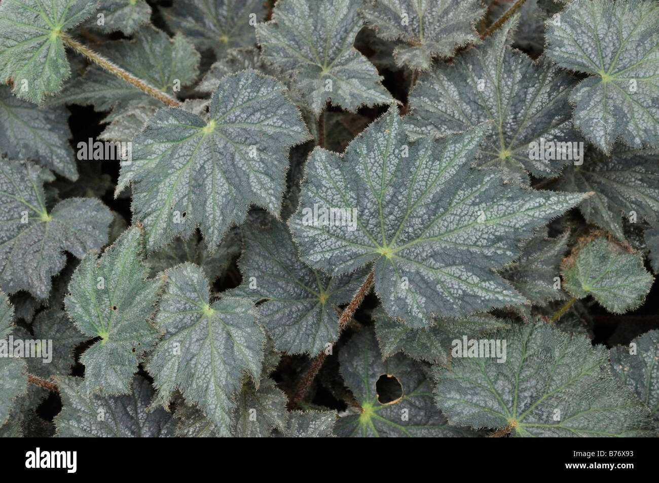 Begonia (Begonia herimperia) Stock Photo