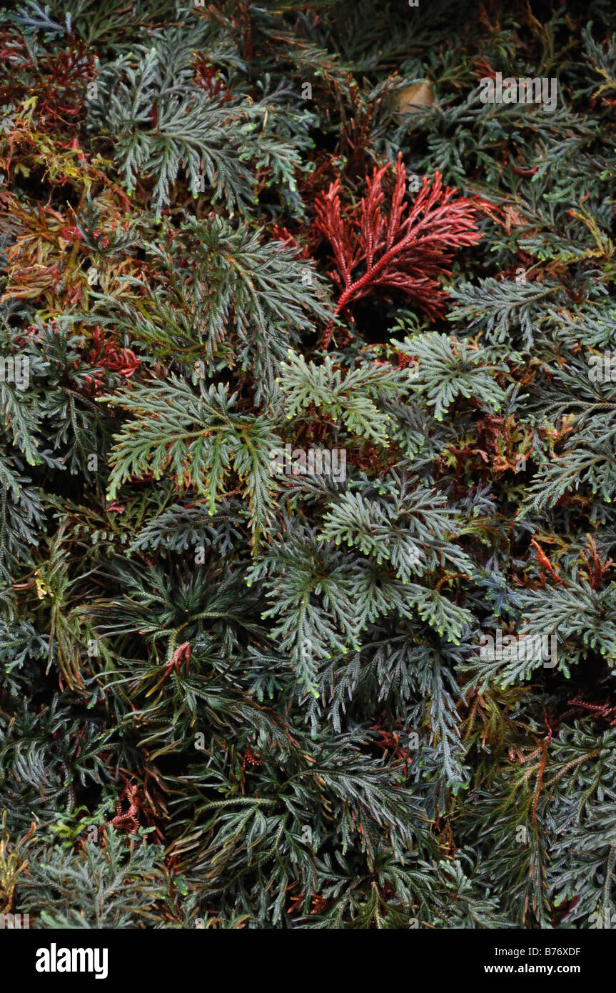 Moss fern (Selaginella erythropus Stock Photo Alamy