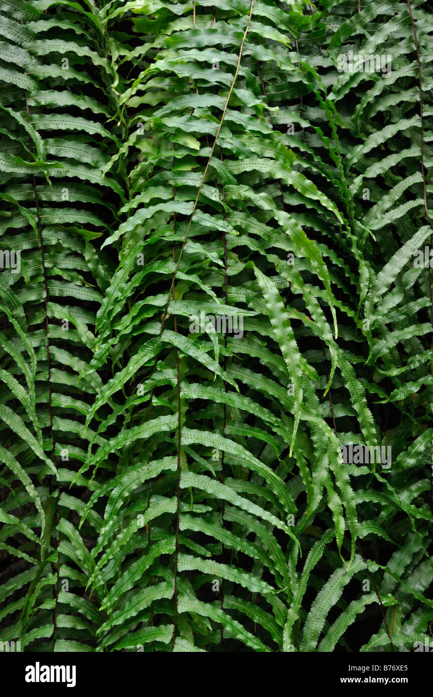 Goniophlebium subauriculatum hi-res stock photography and images