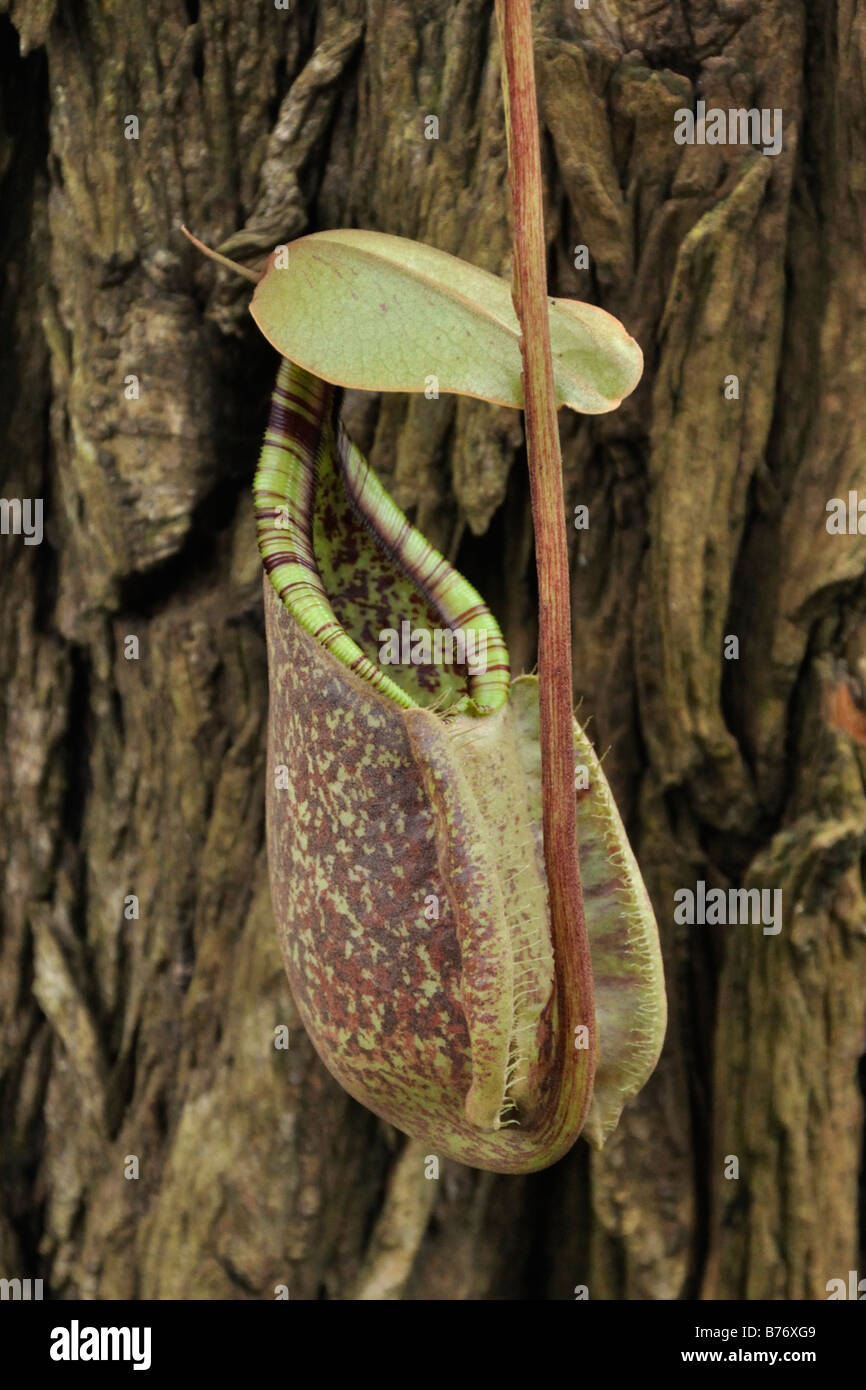 Pitcher plant (Nepenthes Mizuho Kondo) Stock Photo