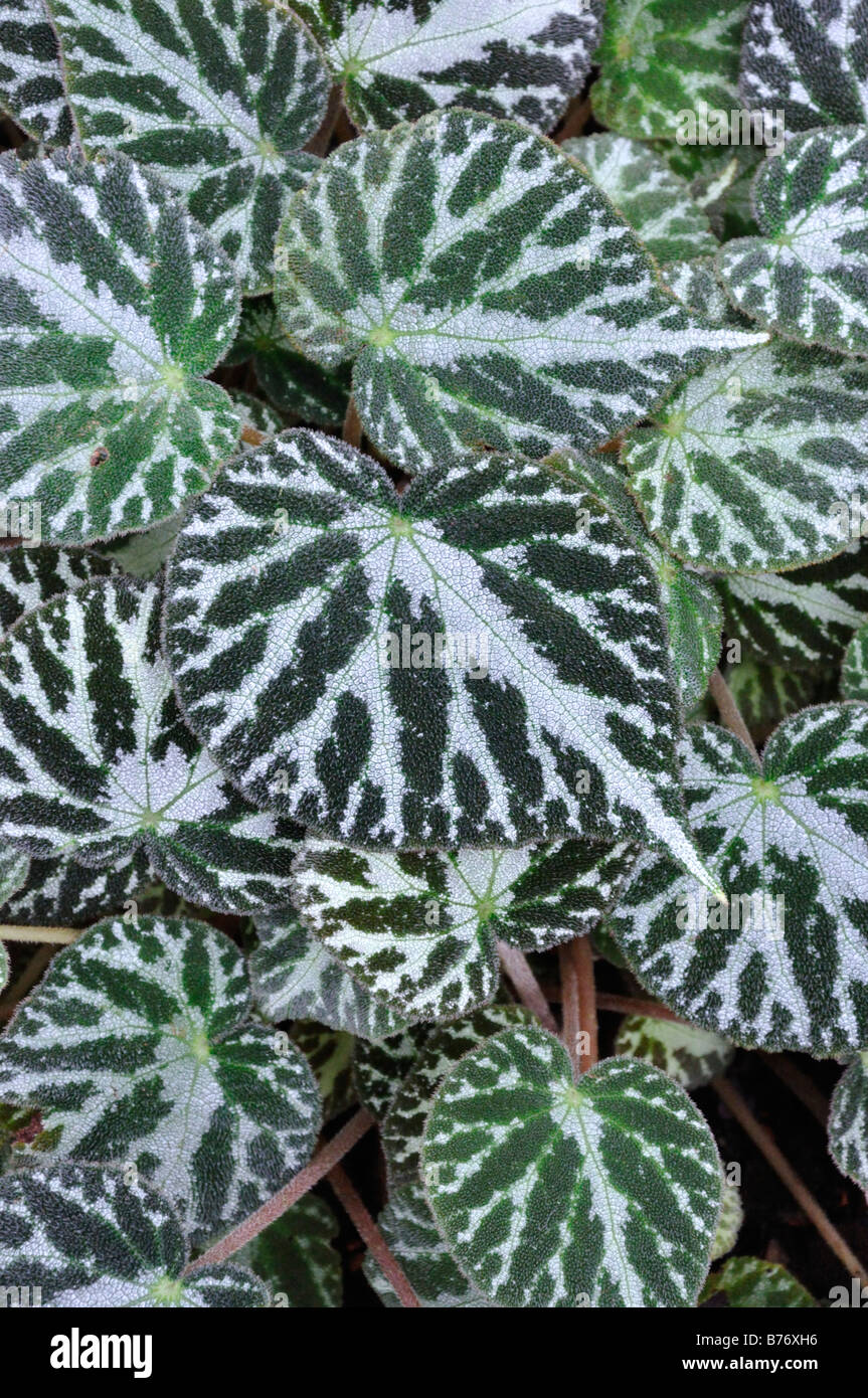 Begonia (Begonia imperialis) Stock Photo