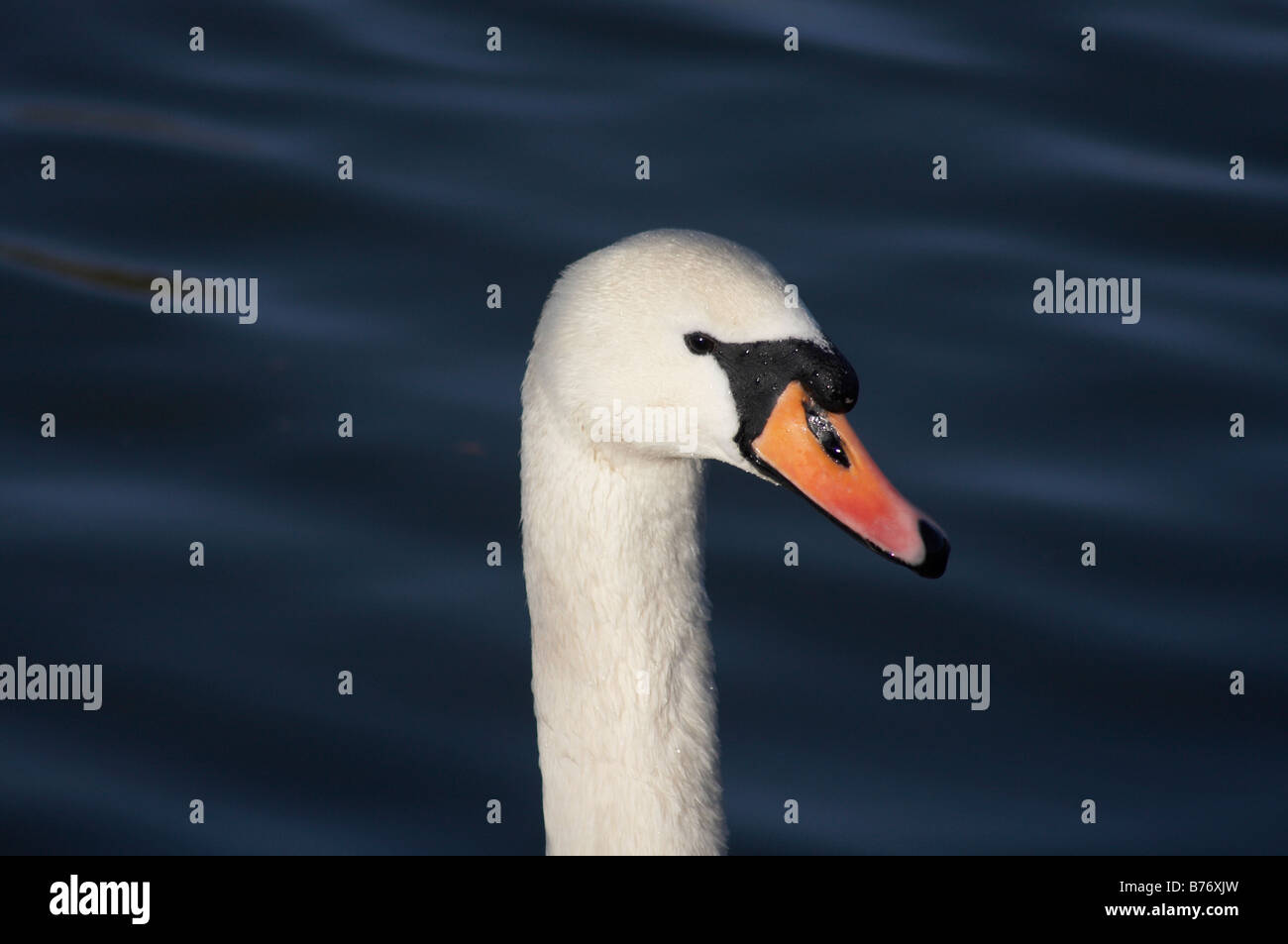 Swan on River Avon Stock Photo