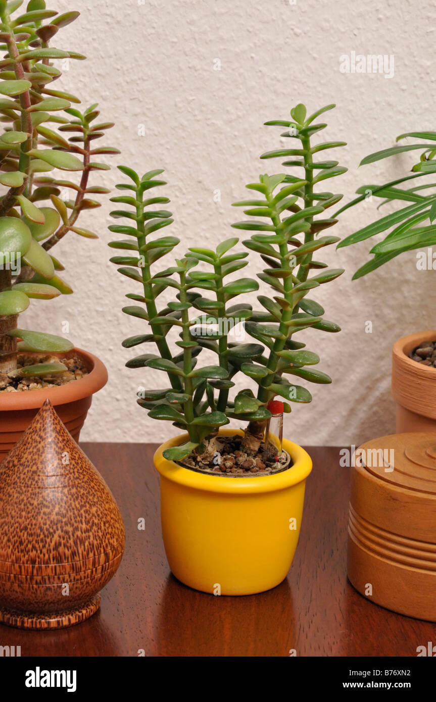 Jade plant (Crassula ovata) Stock Photo
