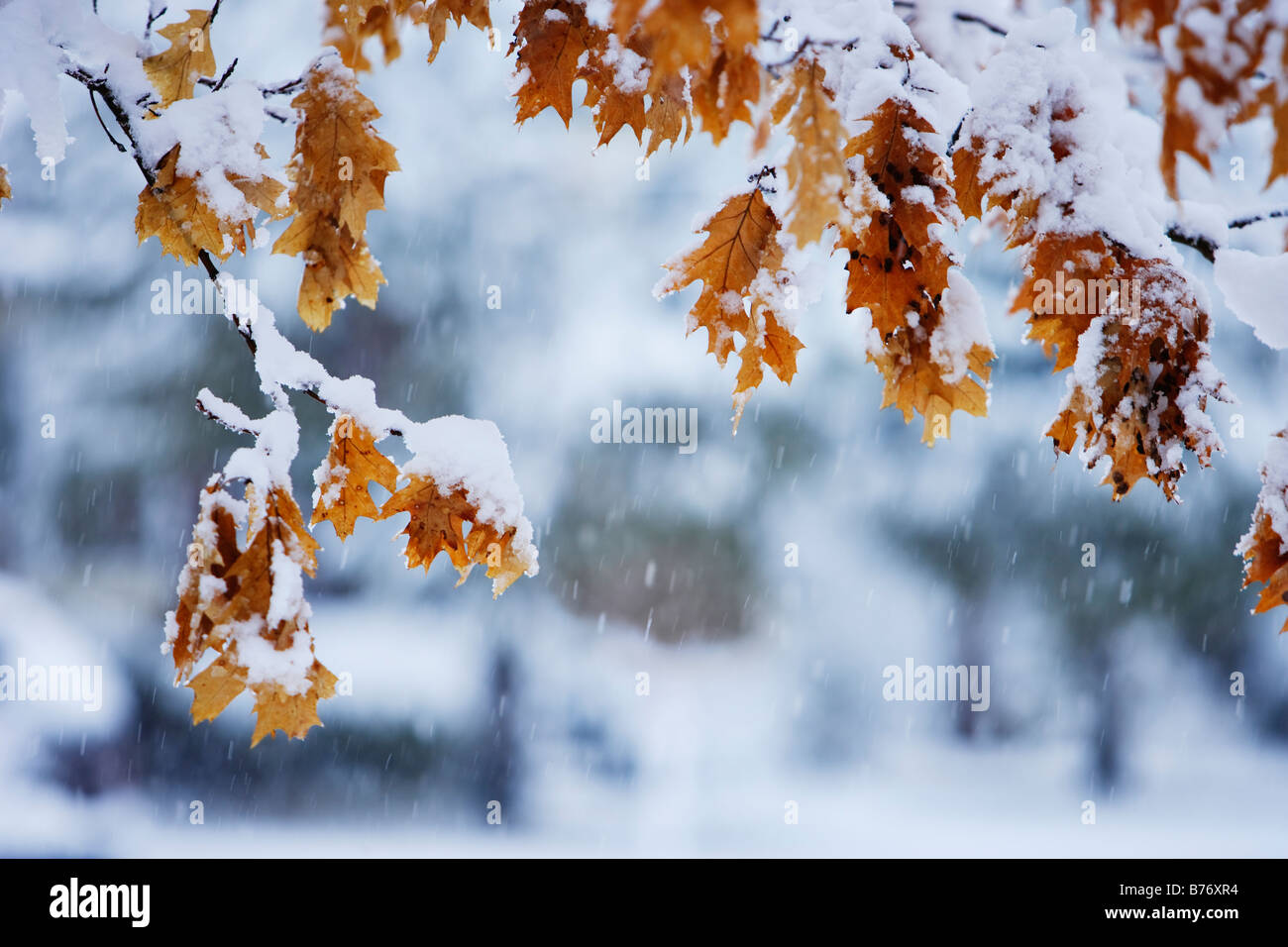 View of oak leaves and snow, Monteregie region, Brossard, Quebec, Canada Stock Photo