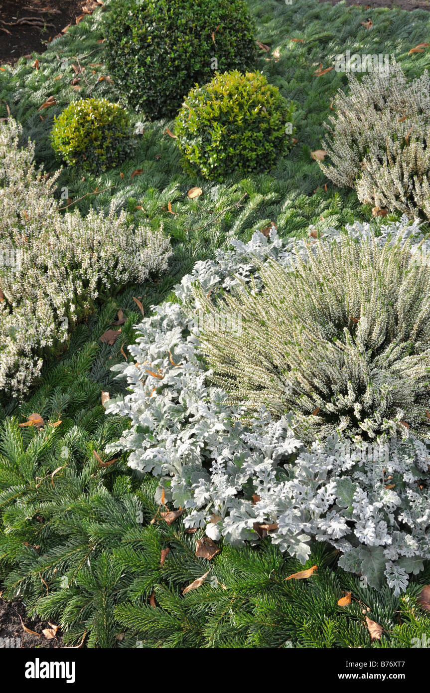 Silver groundsel (Senecio cineraria), common heather (Calluna vulgaris) and common boxwood (Buxus sempervirens) Stock Photo