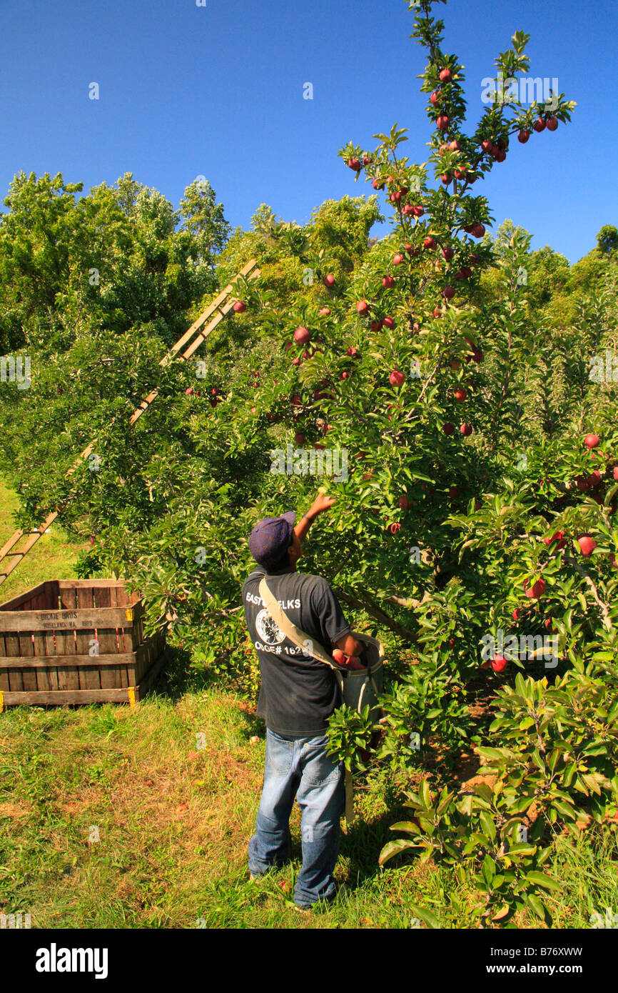 Apple Harvest, Apple Orchard, Massies Mill, Virginia, USA Stock Photo