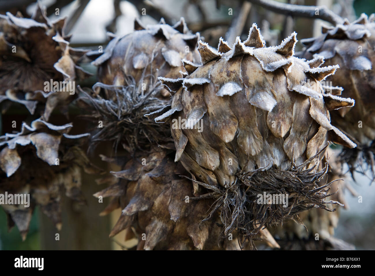 Close-up of a Cardoon (Cynara cardunculus) also called the artichoke thistle with a light covering of frost, Surrey, England. Stock Photo